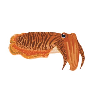 Cuttlefish illustration common in eelgrass