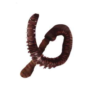Worm illustation