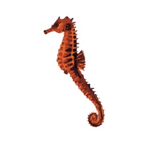 Seahorse illustration