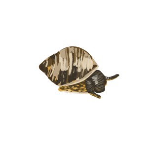 Periwinkel snail illustration