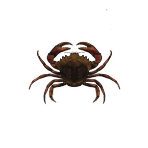 Crab illustration