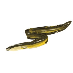 Eel common in marine eelgrass