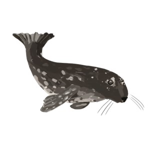 Grey seal visits seagrass meadows