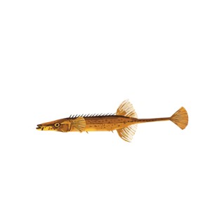 15 Spined stickleback, a fish illustration