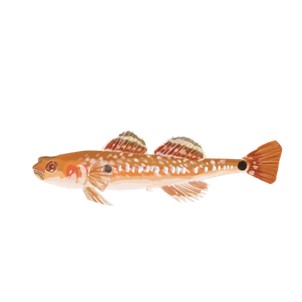 2- spotted goby, fish in seagrass meadows