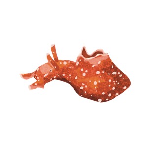 nudibranch illustration common in eelgrass