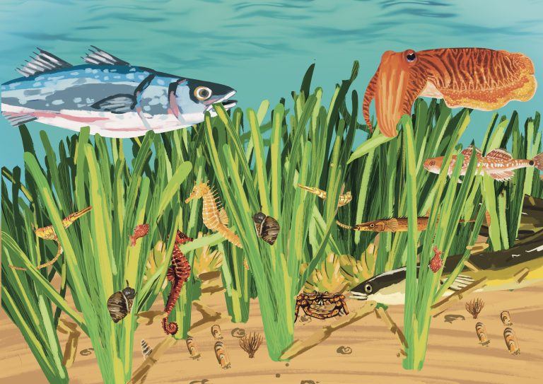 Seagrass meadow illustration
